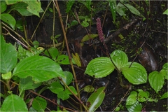 Seidenfia versicolor